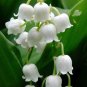 10 PCS Seeds Lily of The Valley Flowers