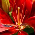 100 PCS Seeds Lily Plants Seeds Red Big Flowers 100 PCS Seeds Lily Plants Seeds Red Big Flowers