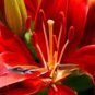 100 PCS Seeds Lily Plants Seeds Red Big Flowers