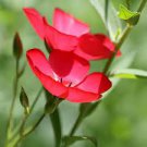 50 PCS Seeds Linum Grandiflorum Bonsai Plant DIY Home Garden Flower BonsaI 50 PCS Seeds Linum Grandiflorum Bonsai Plant DIY Home Garden Flower BonsaI