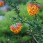2 PCS Seeds Liparia splendens Flower Seeds Mountain Dahlia Flowering Plant