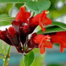15 PCS Seeds Lipstick Flower 15 PCS Seeds Lipstick Flower