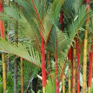 10 PCS Seeds Lipstick Palm Cyrtostachys Renda Tree 10 PCS Seeds Lipstick Palm Cyrtostachys Renda Tree