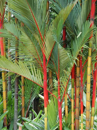 10 PCS Seeds Lipstick Palm Cyrtostachys Renda Tree