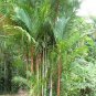 10 PCS Seeds Lipstick Palm Cyrtostachys Renda Tree
