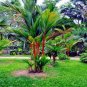 10 PCS Seeds Lipstick Palm Cyrtostachys Renda Tree