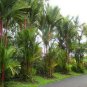100 PCS Seeds Lipstrick Palm Cyrtostachys