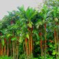 100 PCS Seeds Lipstrick Palm Cyrtostachys