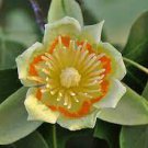 100 PCS Seeds Liriodendron Tulipifera 100 PCS Seeds Liriodendron Tulipifera