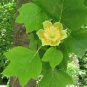 100 PCS Seeds Liriodendron Tulipifera