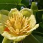100 PCS Seeds Liriodendron Tulipifera