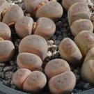 10 PCS Seeds Lithops dinteri subsp. dinteri var. brevisa 10 PCS Seeds Lithops dinteri subsp. dinteri var. brevisa