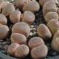 10 PCS Seeds Lithops dinteri subsp. dinteri var. brevisa