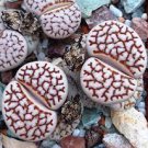 200 PCS Seeds Lithops Flower