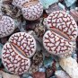 200 PCS Seeds Lithops Flower