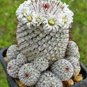 200 PCS Seeds Lithops Flower
