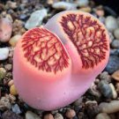 10 PCS Seeds Lithops Julii 'Kosogyoku' 10 PCS Seeds Lithops Julii 'Kosogyoku'