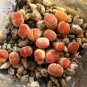 10 PCS Seeds Lithops Julii 'Kosogyoku'