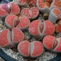10 PCS Seeds Lithops Julii 'Kosogyoku'