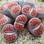 10 PCS Seeds Lithops Karasmotana Var mickbergensis