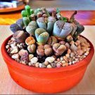 10 PCS Seeds Lithops Mixed 9 Types Succulent 10 PCS Seeds Lithops Mixed 9 Types Succulent