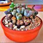 10 PCS Seeds Lithops Mixed 9 Types Succulent