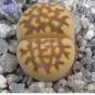 10 PCS Seeds Lithops Mixed 9 Types Succulent