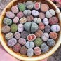 10 PCS Seeds Lithops Mixed 10 Types of Living Stones