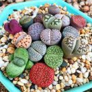 10 PCS Seeds Lithops Mixed Rare