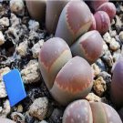 20 PCS Seeds Lithops olivacea v neobrownii Rare Cactus Succulent Living