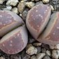 20 PCS Seeds Lithops olivacea v neobrownii Rare Cactus Succulent Living