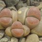 20 PCS Seeds Lithops olivacea v neobrownii Rare Cactus Succulent Living