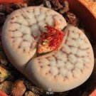 10 PCS Seeds Lithops schwantesii