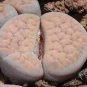 10 PCS Seeds Lithops schwantesii