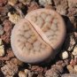 10 PCS Seeds Lithops schwantesii