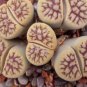 10 PCS Seeds Lithops schwantesii