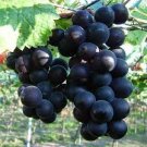 15 PCS Seeds Little Bee' Black Grape Fruit