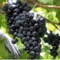 15 PCS Seeds Little Bee' Black Grape Fruit