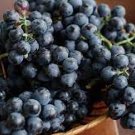 100 PCS Seeds Little Bee' Black Grape Fruit