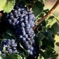 100 PCS Seeds Little Bee' Black Grape Fruit