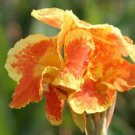 5 PCS Seeds LIVE RHIZOME Large Poly Gay Canna Lily Rhizome Variegated Tricolor