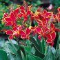 5 PCS Seeds LIVE RHIZOME Large Poly Gay Canna Lily Rhizome Variegated Tricolor