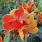5 PCS Seeds LIVE RHIZOME Large Poly Gay Canna Lily Rhizome Variegated Tricolor