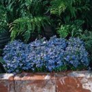 200 PCS Seeds Lobelia Blue Hanging Bonsai Flower
