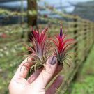 5 PCS Seeds Lonantha Mexican Air Plant