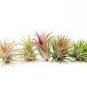 5 PCS Seeds Lonantha Mexican Air Plant