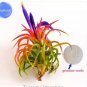 5 PCS Seeds Lonantha Mexican Air Plant
