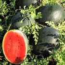 8 PCS Seeds Long Big Black Skin Pink Watermelon Fruit 8 PCS Seeds Long Big Black Skin Pink Watermelon Fruit