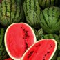 10 PCS Seeds Long Black Sweet Juicy Watermelon