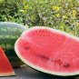 10 PCS Seeds Long Black Sweet Juicy Watermelon